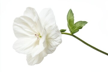 Fototapeta premium Cotton blossom on white background with clipping path and deep focus