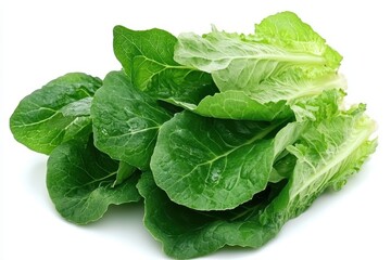 crisp green salad leaves