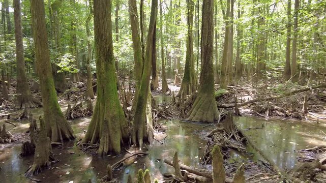 Slow panning shot of old growth cypress forest in the swamps of Congaree National Park in South Carolina, USA.