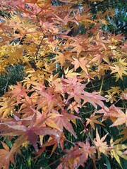 秋の紅葉