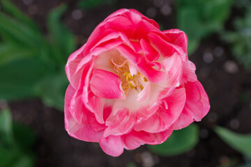 Flowers in a flower bed tulips. Greening the urban environment. Background with selective focus