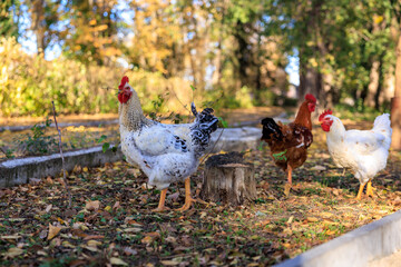 Three chickens are standing in a yard with leaves on the ground