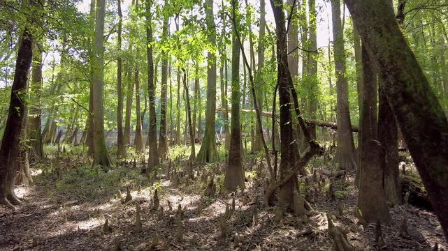 Dolly shot of old growth cypress forest in the swamps of Congaree National Park in South Carolina, USA.