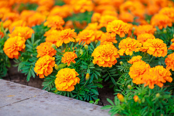 A bed of orange flowers with green leaves