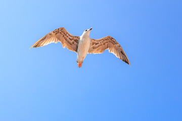 A bird is flying in the sky with its wings spread wide