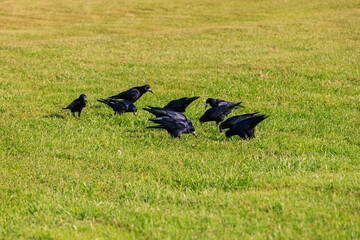 A flock of black birds are eating grass in a field