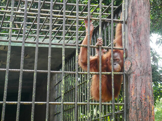 Orangutan in a Cage at the Zoo  
