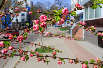 Pink flowers on a tree branch in front of a building
