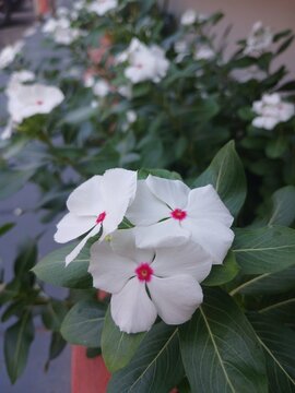 The vinpocetine and flavonoid content found in dara caranthus flower extract can help balance the body's cholesterol levels. Apart from that, these two compounds work actively to help reduce triglycer