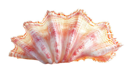Seafood Cracker for Cracking Shellfish - Isolated on White Background