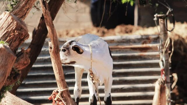 Calf face,cute young brown calf tied with rope,cattle Calfs resting in straw in the barn,