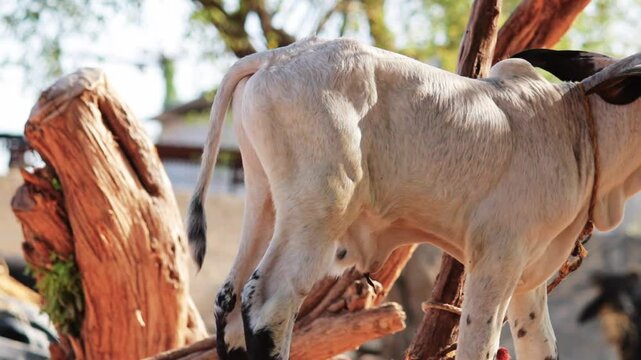 Young brown and white calf at dairy farm. Newborn Indian baby cow,
