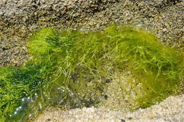 Genkaishima - sea moss