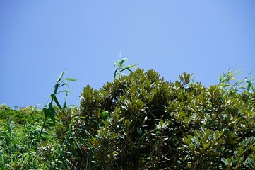 Obraz premium Genkaishima - green leaves against blue sky