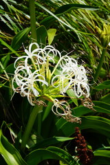 Genkaishima - close up of a flower