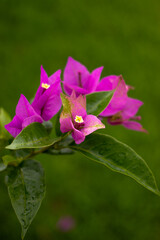 buganv&iacute;lia pink flowers close up