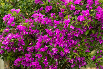 buganvília pink flowers in the garden