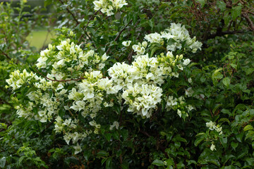 buganvília white flowers in the garden