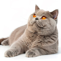 grey cat with orange eyes laying on a white background