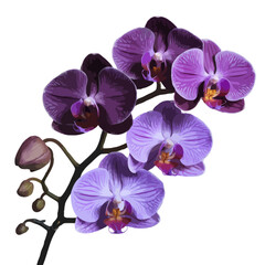 Mauve Purple Orchid Flower single stem element vector elegant romantic illustration isolated on transparent background