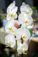 Pure white Phalaenopsis close-up