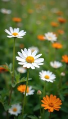 Fototapeta premium Wildflower and chamomile tea for a calming effect, calming, wildflowers