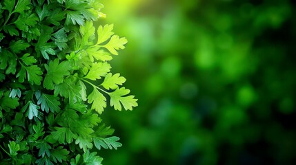 Close-up of vibrant green cilantro leaves against a blurred background.