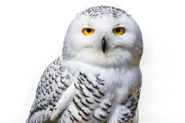 A snowy owl with its piercing yellow eyes and white plumage, perched regally against a simple white background. 