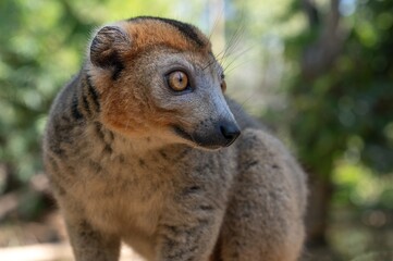 Obraz premium Crowned lemur (Eulemur Coronatus), endemic lemur from northern Madagascar 