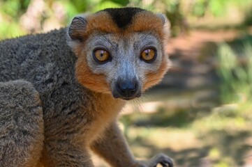 Crowned lemur (Eulemur Coronatus), endemic lemur from northern Madagascar 