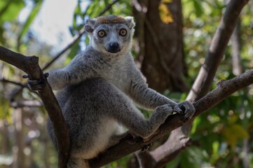 Crowned lemur (Eulemur Coronatus), endemic lemur from northern Madagascar 