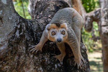 Crowned lemur (Eulemur Coronatus), endemic lemur from northern Madagascar 