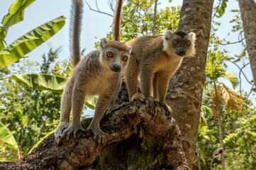 Crowned lemur (Eulemur Coronatus), endemic lemur from northern Madagascar 
