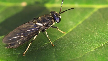 A black soldier fly on a leaf