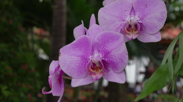 Closeup shot of a purple moth orchid (Phalaenopsis amabilis) in plants nursery with blur background