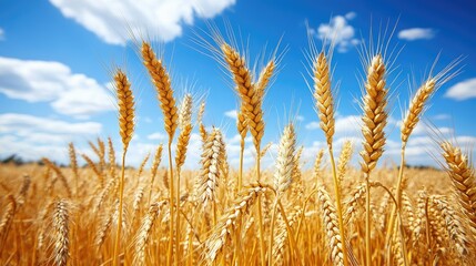 Fototapeta premium Golden wheat stalks against a vibrant blue sky.
