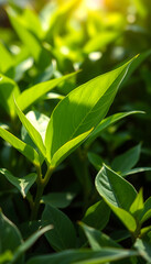 Fototapeta premium Nature of green leaf in garden at summer. Natural green leaves plants using as spring background cover page greenery environment ecology lime green wallpaper, comic art, with white tones