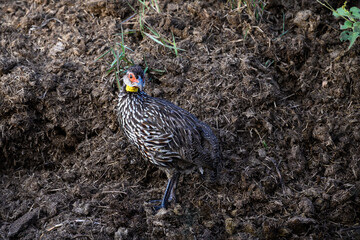 Yellow Necked Spurfowl standing on the ground on a pile of animal dung in the Lewa Conservancy, African wildlife on adventure safari game drive in Kenya
