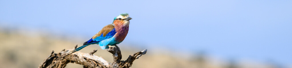 Beautiful colorful bird, Lilac Breasted Roller, perched on a branch of a dead tree in the Lewa Conservancy, African wildlife on adventure safari game drive in Kenya
