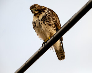 red tailed hawk