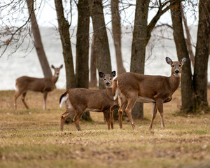 white tailed deer