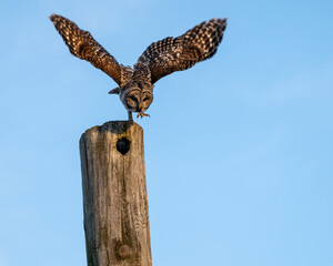 Barred owl in flight
