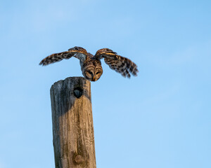 Barred owl in flight