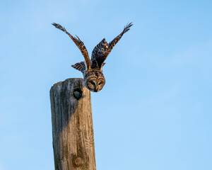 Barred owl in flight