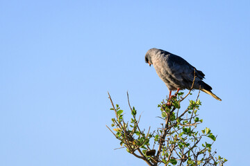 Dark Chanting Goshawk perched on the top of a tree in the Mara Conservancy, African wildlife on adventure safari game drive in Kenya
