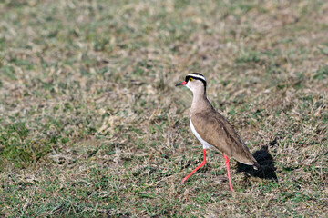 Crowned Plover walking across the ground in the Mara Conservancy, African wildlife on adventure safari game drive in Kenya
