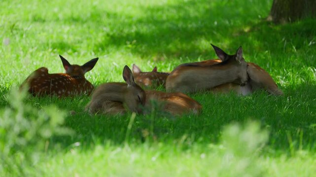 A group of four deer are resting in a lush green field, basking in the warm sunlight. The scene is calm and tranquil, with the deer appearing to be content and relaxed. The grass is soft and inviting
