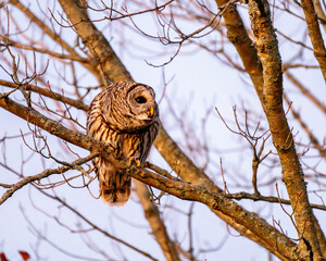 Barred owl