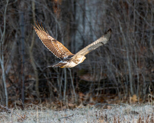 Hawk flying