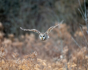 Barred owl in flight